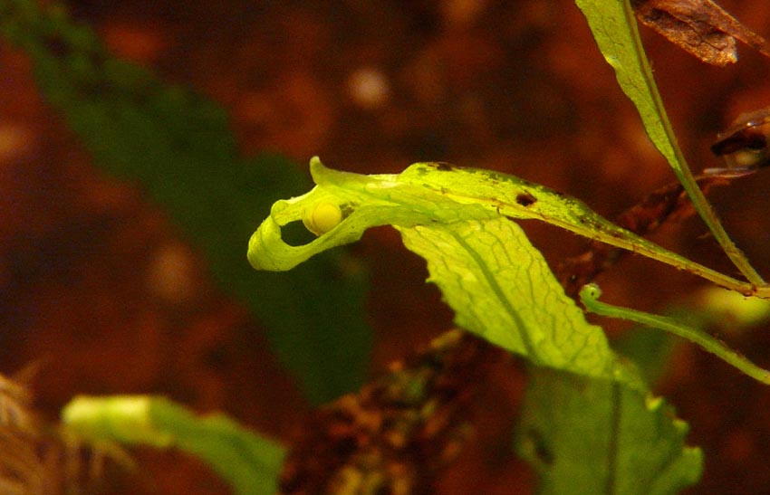 I Terracquari del Centro di Entomologia - Piombino (LI)